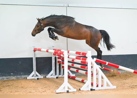 KWPN, Merrie, 3 Jaar, 164 cm, Donkerbruin