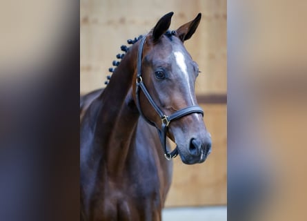 KWPN, Merrie, 3 Jaar, 164 cm, Donkerbruin