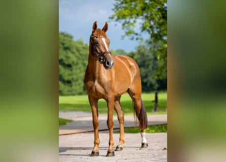 KWPN, Merrie, 3 Jaar, 164 cm, Vos