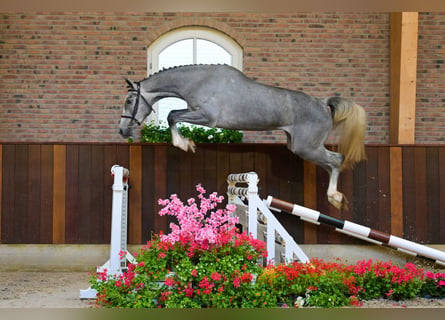 KWPN, Merrie, 3 Jaar, 165 cm, Schimmel