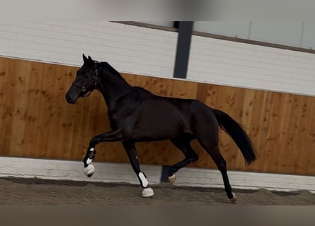KWPN, Merrie, 3 Jaar, 165 cm, Zwart