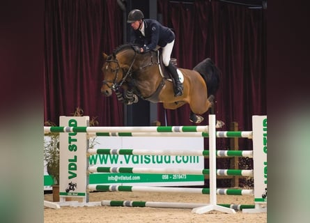 KWPN, Merrie, 3 Jaar, 166 cm, Bruin