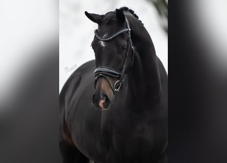 KWPN, Merrie, 3 Jaar, 166 cm, Donkerbruin