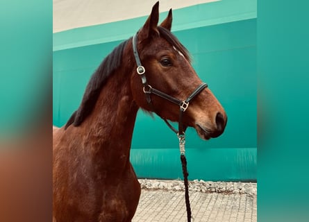 KWPN, Merrie, 3 Jaar, 166 cm, Donkerbruin