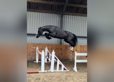 KWPN, Merrie, 3 Jaar, 166 cm, Zwart