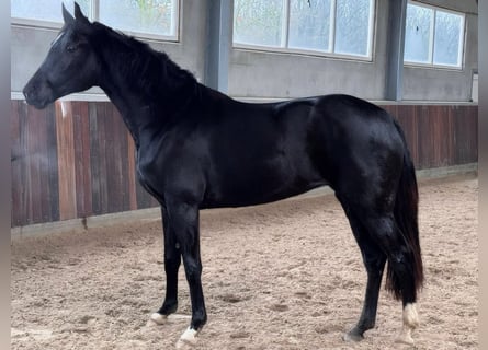 KWPN, Merrie, 3 Jaar, 166 cm, Zwartbruin