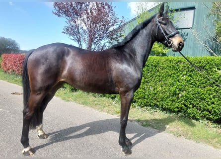 KWPN, Merrie, 3 Jaar, 166 cm, Zwartbruin