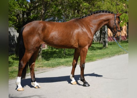 KWPN, Merrie, 3 Jaar, 167 cm, Bruin