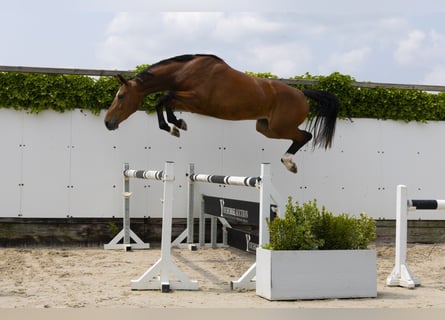 KWPN, Merrie, 3 Jaar, 167 cm, Bruin