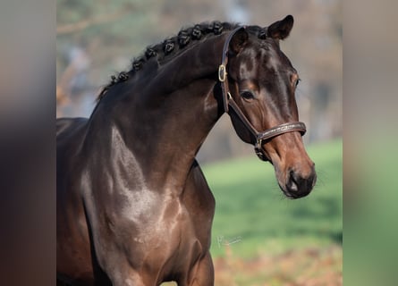 KWPN, Merrie, 3 Jaar, 167 cm, Donkerbruin