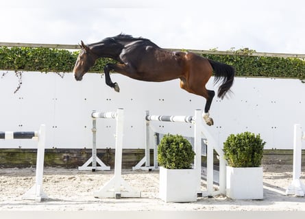 KWPN, Merrie, 3 Jaar, 167 cm