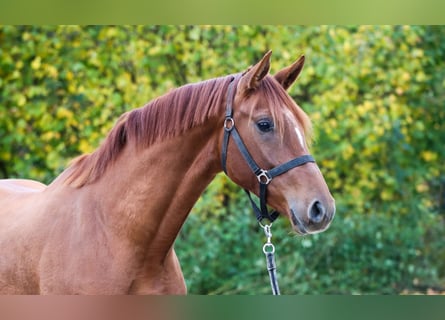 KWPN, Merrie, 3 Jaar, 167 cm, Vos