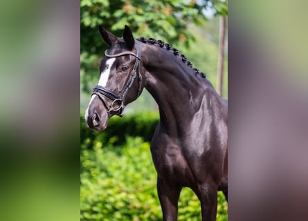 KWPN, Merrie, 3 Jaar, 167 cm, Zwart