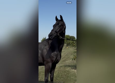 KWPN, Merrie, 3 Jaar, 167 cm, Zwart