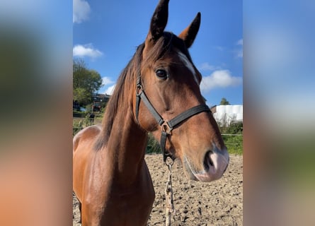 KWPN, Merrie, 3 Jaar, 168 cm, Bruin