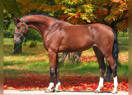 KWPN, Merrie, 3 Jaar, 168 cm, Bruin