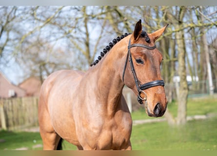 KWPN, Merrie, 3 Jaar, 168 cm, Gevlekt-paard