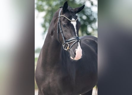 KWPN, Merrie, 3 Jaar, 168 cm, Zwart