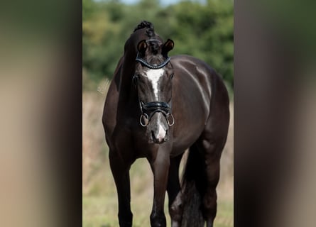 KWPN, Merrie, 3 Jaar, 169 cm, Donkerbruin