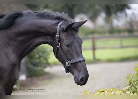 KWPN, Merrie, 3 Jaar, 170 cm, Donkerbruin