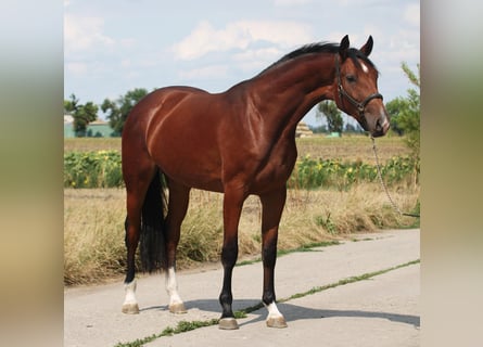 KWPN, Merrie, 3 Jaar, 171 cm, Bruin