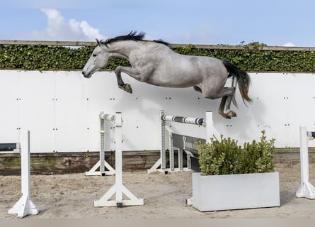 KWPN, Merrie, 3 Jaar, 171 cm, Schimmel