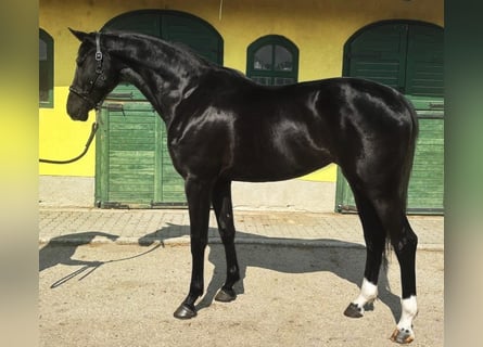 KWPN, Merrie, 3 Jaar, 171 cm, Zwart