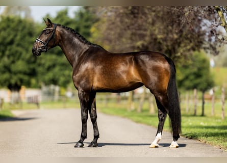 KWPN, Merrie, 3 Jaar, 172 cm, Donkerbruin