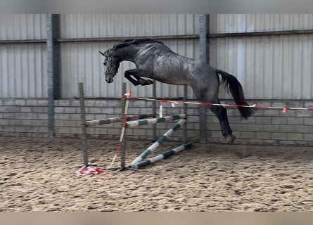 KWPN, Merrie, 3 Jaar, 172 cm, Schimmel