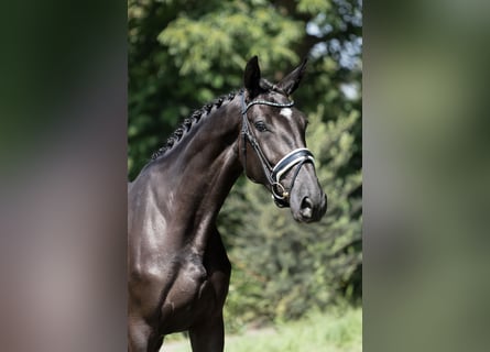 KWPN, Merrie, 3 Jaar, 172 cm, Zwart