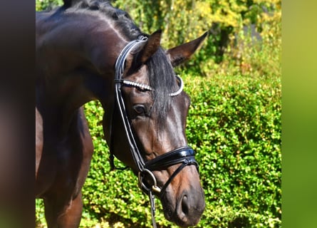 KWPN, Merrie, 3 Jaar, 174 cm, Bruin