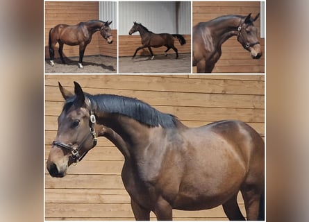 KWPN, Merrie, 3 Jaar, Bruin