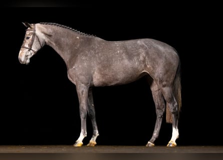 KWPN, Merrie, 3 Jaar, Schimmel