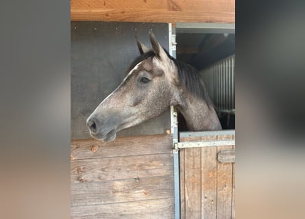 KWPN, Merrie, 4 Jaar, 155 cm, Schimmel