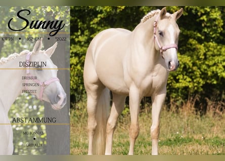 KWPN, Merrie, 4 Jaar, 162 cm, Palomino
