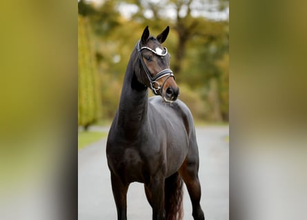 KWPN, Merrie, 4 Jaar, 163 cm, Zwartbruin