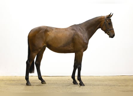 KWPN, Merrie, 4 Jaar, 164 cm, Bruin KWPN, Merrie, 4 Jaar, 164 cm, Bruin