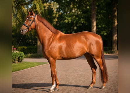 KWPN, Merrie, 4 Jaar, 164 cm, Donkere-vos