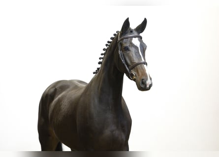 KWPN, Merrie, 4 Jaar, 164 cm, Zwart KWPN, Merrie, 4 Jaar, 164 cm, Zwart