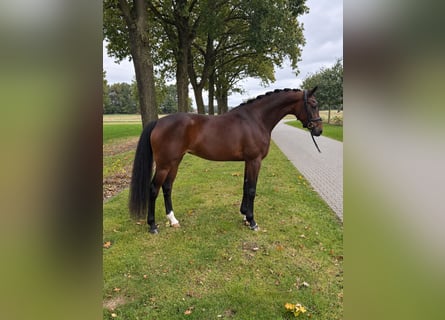 KWPN, Merrie, 4 Jaar, 165 cm, Donkerbruin