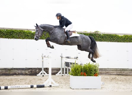 KWPN, Merrie, 4 Jaar, 165 cm, Schimmel