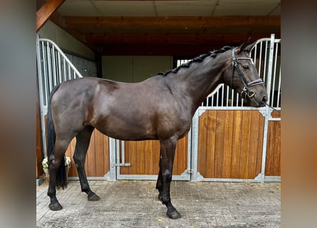 KWPN, Merrie, 4 Jaar, 165 cm, Zwart