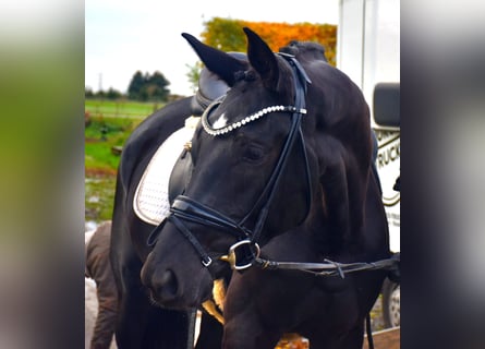 KWPN, Merrie, 4 Jaar, 166 cm, Zwart