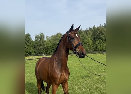 KWPN, Merrie, 4 Jaar, 167 cm, Bruin