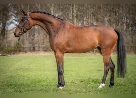 KWPN, Merrie, 4 Jaar, 167 cm, Bruin