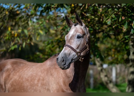 KWPN, Merrie, 4 Jaar, 167 cm, Champagne