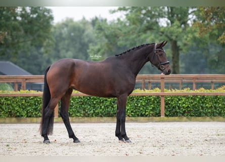 KWPN, Merrie, 4 Jaar, 167 cm, Donkerbruin