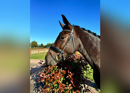 KWPN, Merrie, 4 Jaar, 167 cm, Donkerbruin