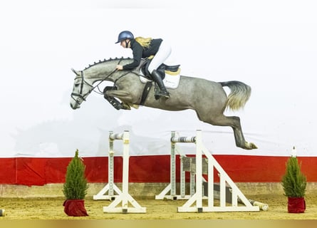 KWPN, Merrie, 4 Jaar, 167 cm, Schimmel