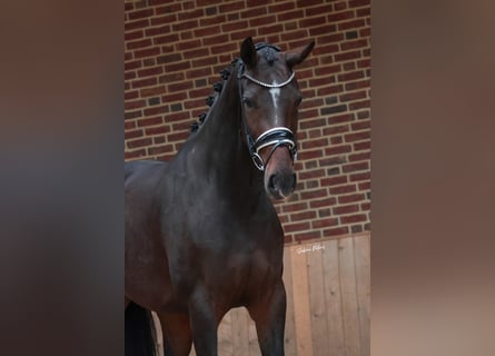 KWPN, Merrie, 4 Jaar, 168 cm, Donkerbruin